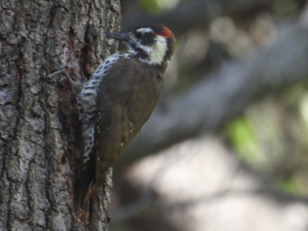 Arizona Woodpecker - DL C