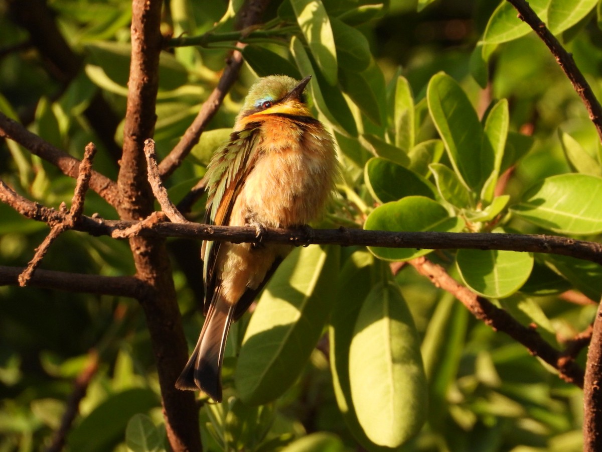 Little Bee-eater - ML484089181