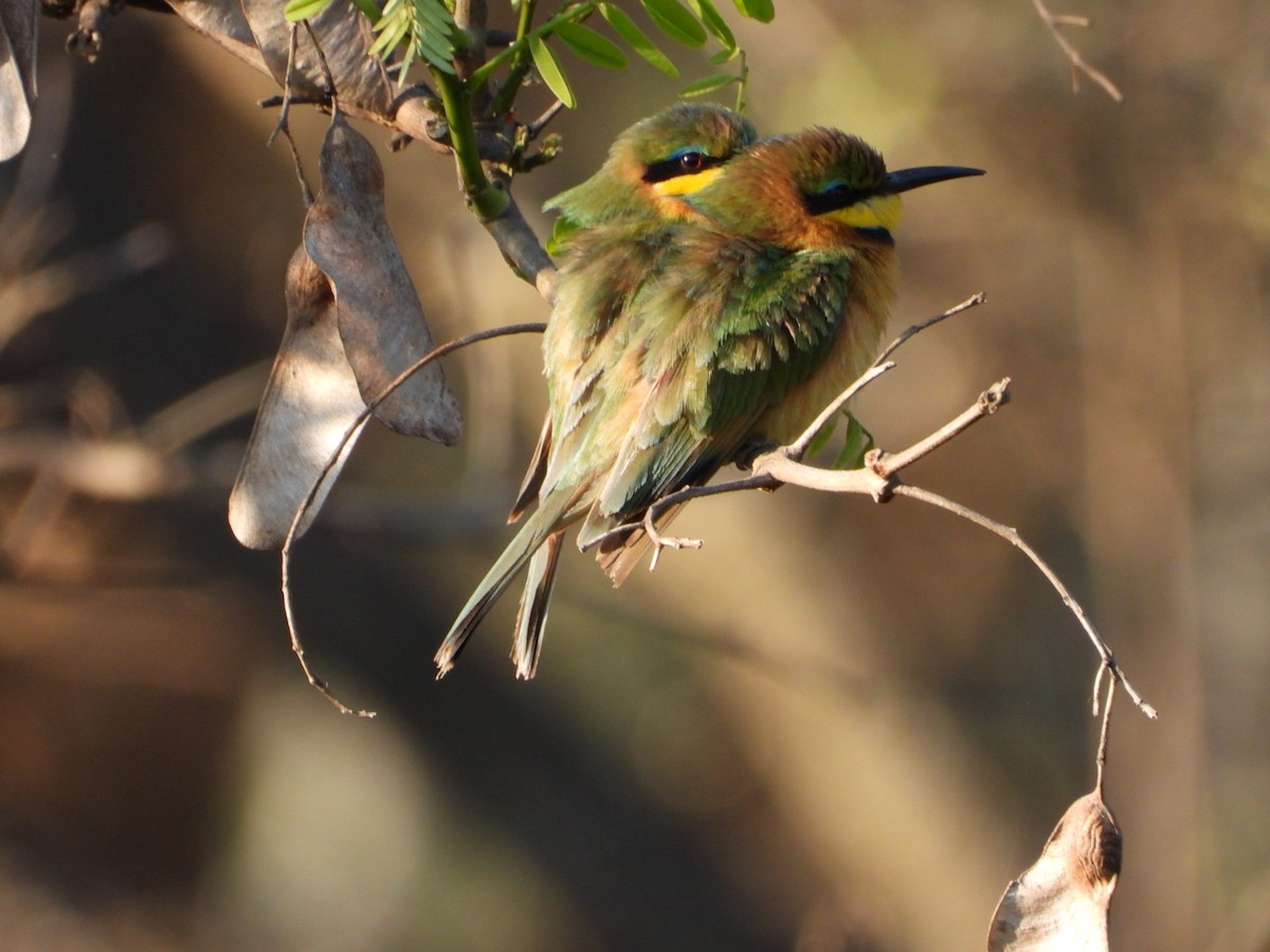 Little Bee-eater - ML484089201