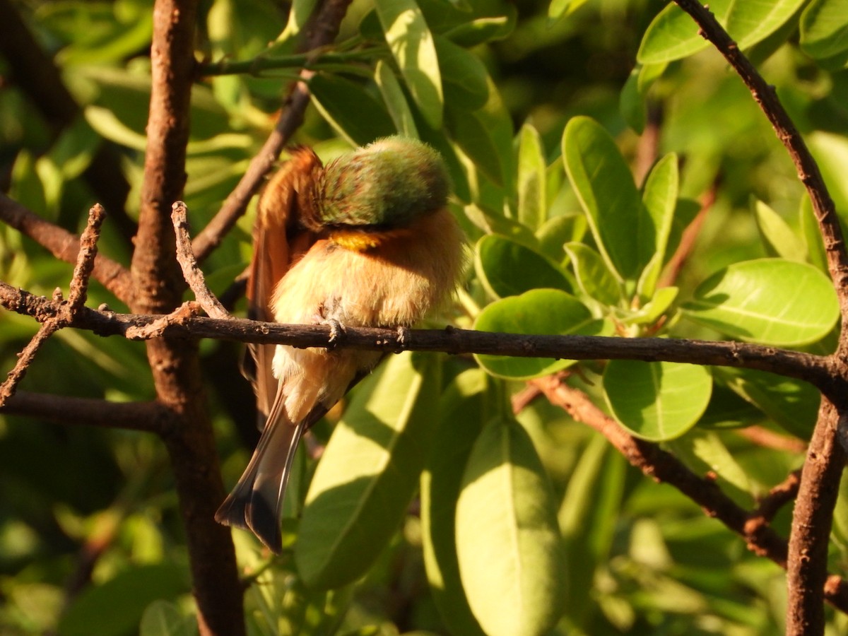 Little Bee-eater - ML484089211