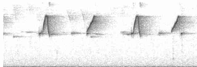 Чешуегорлый колибри-отшельник - ML484089841