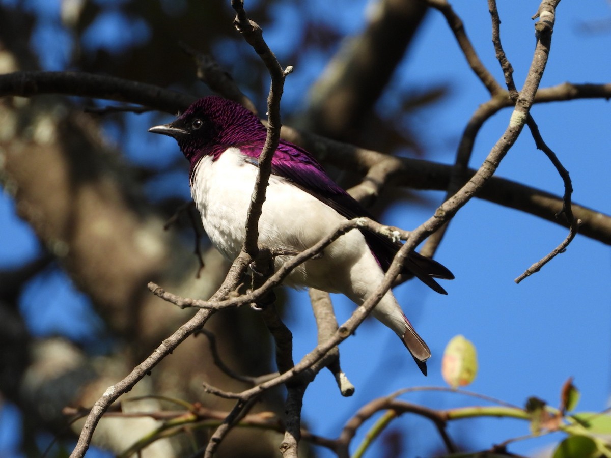 Violet-backed Starling - ML484089911