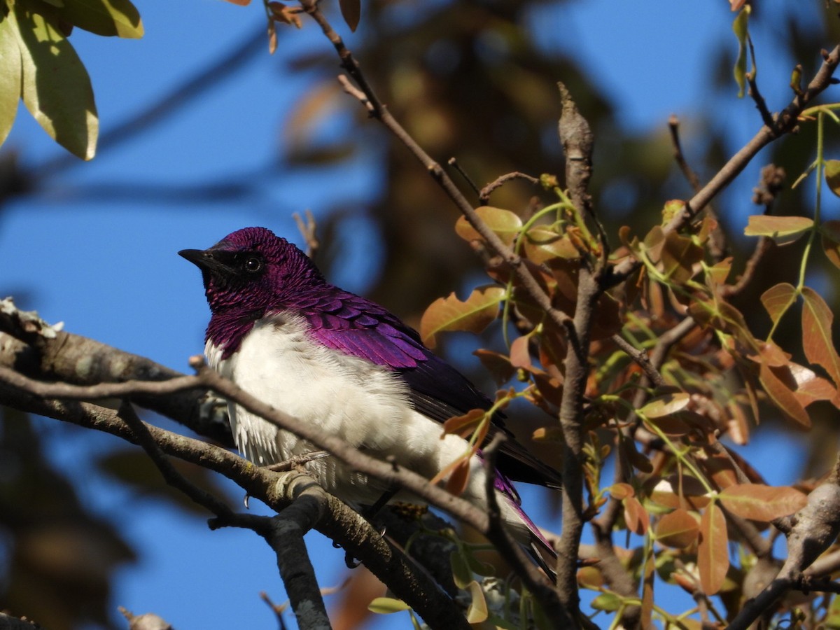 Violet-backed Starling - ML484089921