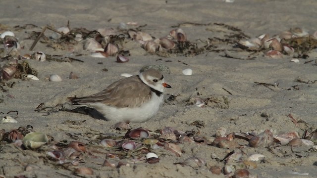 Piping Plover - ML484090