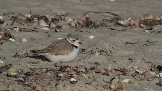 Piping Plover - ML484091