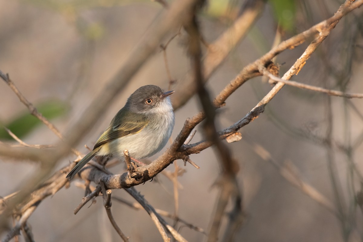 Pearly-vented Tody-Tyrant - ML484091661