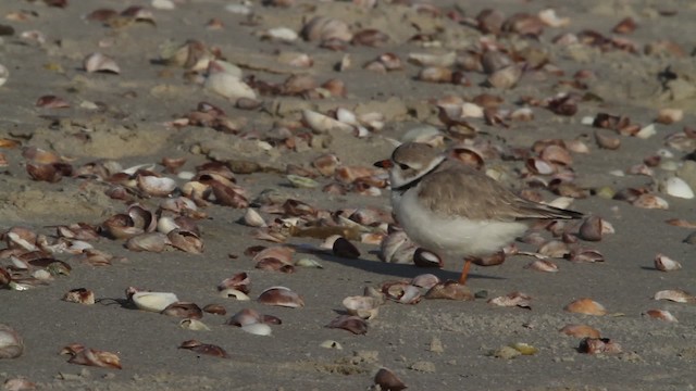 Piping Plover - ML484092