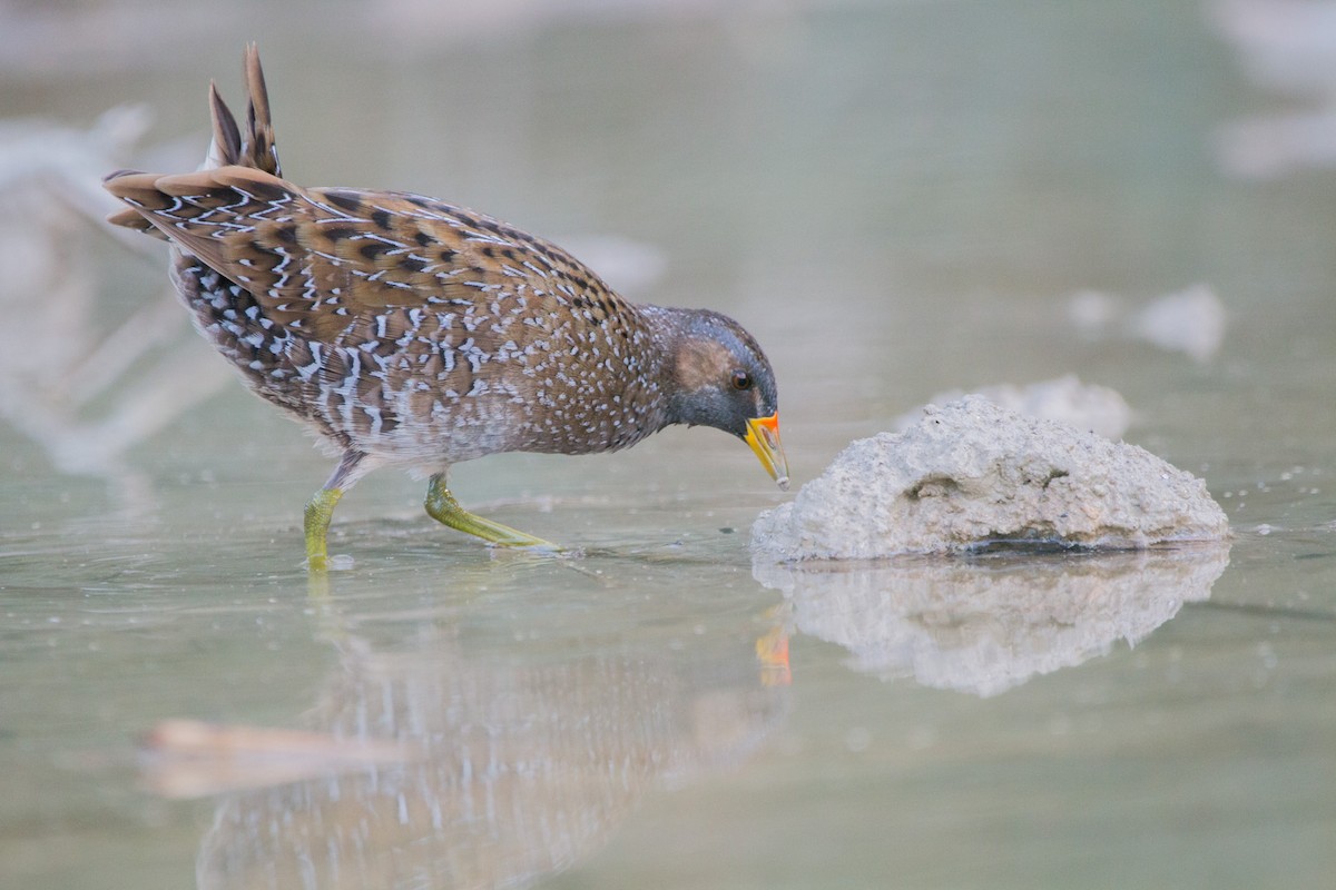 Spotted Crake - ML484092221