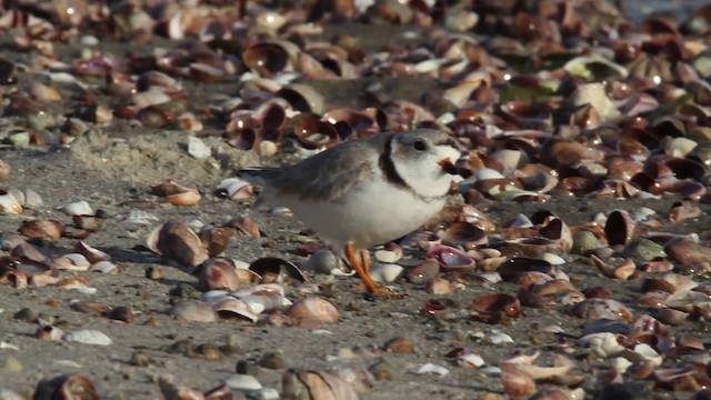 Piping Plover - ML484093