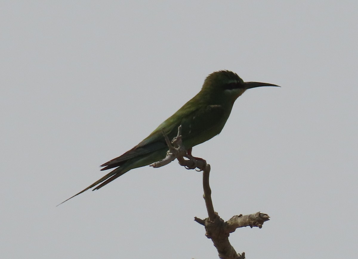 Blue-cheeked Bee-eater - ML484093611