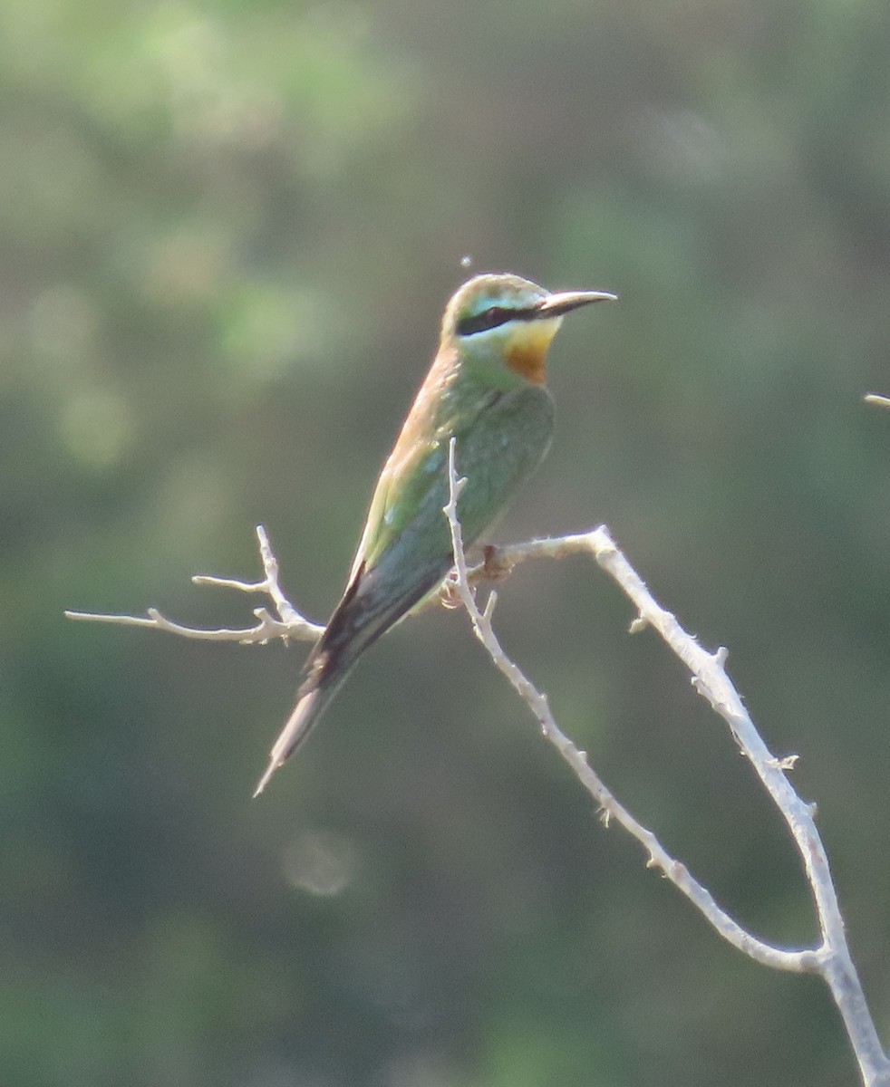 Blue-cheeked Bee-eater - ML484093621