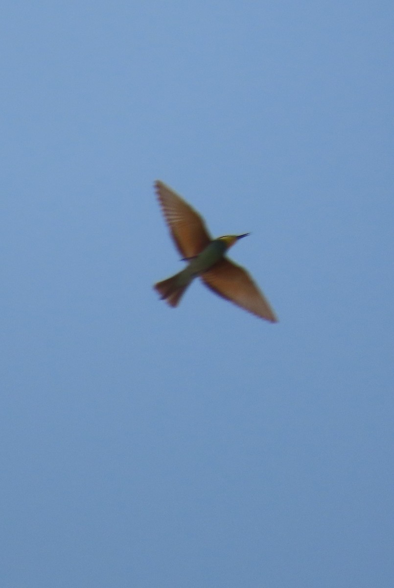 European Bee-eater - ML484093771