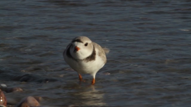 Piping Plover - ML484094