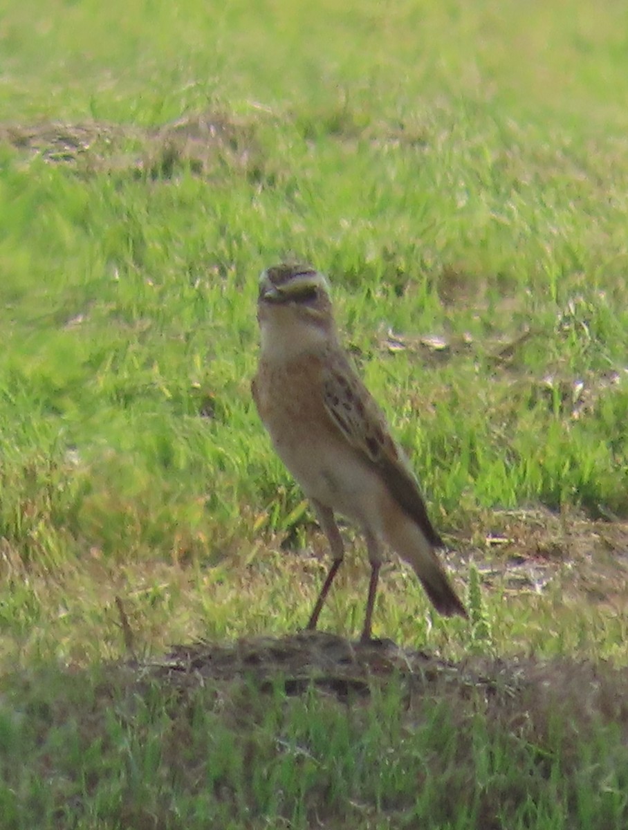 Whinchat - ML484094241