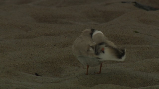 Piping Plover - ML484104