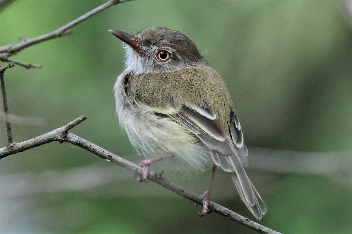 Pearly-vented Tody-Tyrant - ML484104551