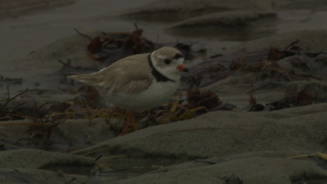 Piping Plover - ML484105