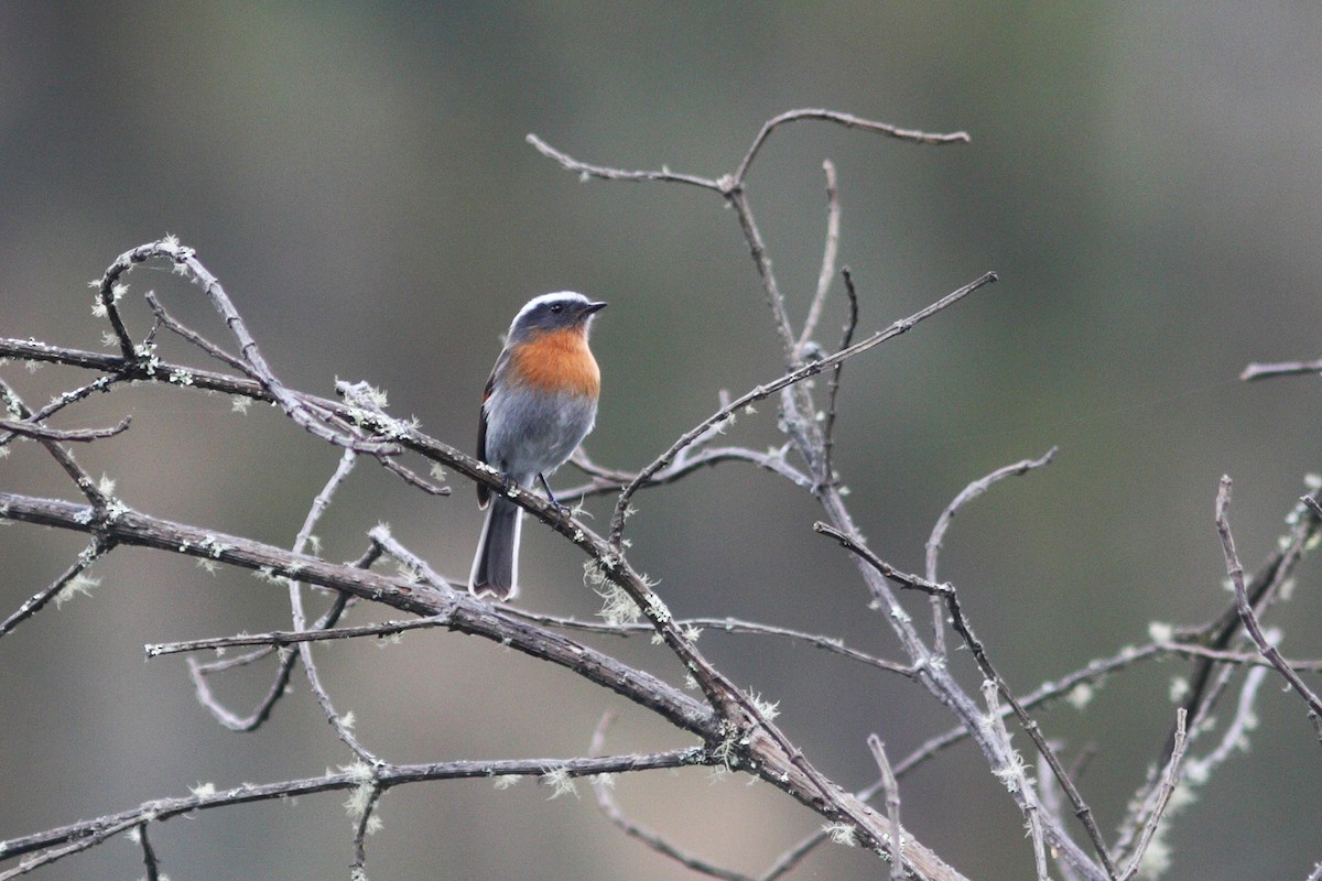 Rufous-breasted Chat-Tyrant - David Disher