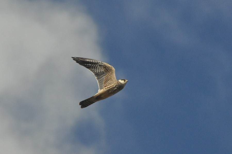 Red-footed Falcon - ML484112821