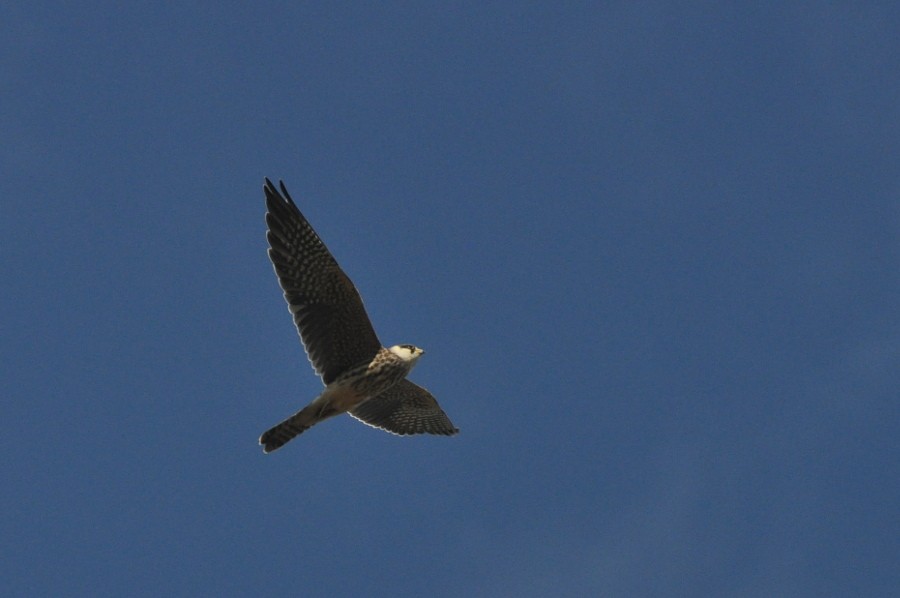 Red-footed Falcon - ML484112831