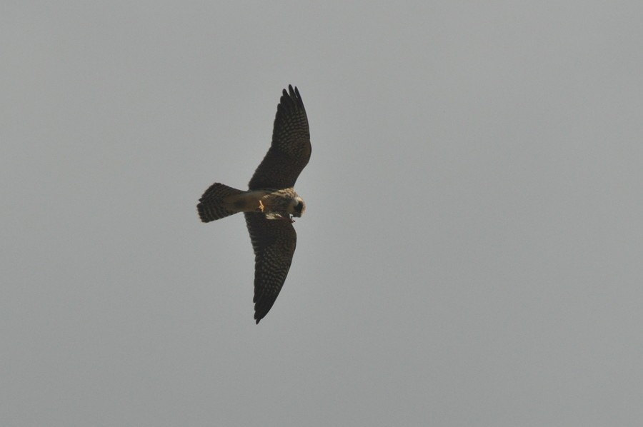 Red-footed Falcon - ML484112841