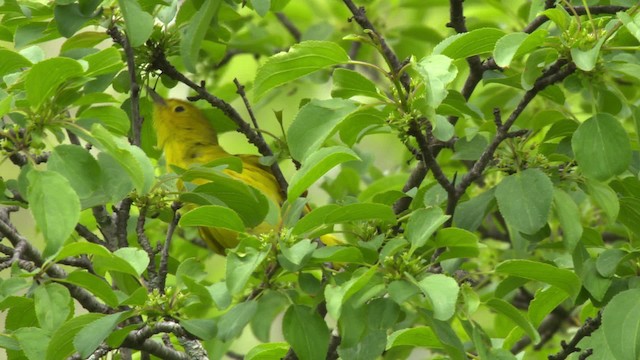 Yellow Warbler (Northern) - ML484113