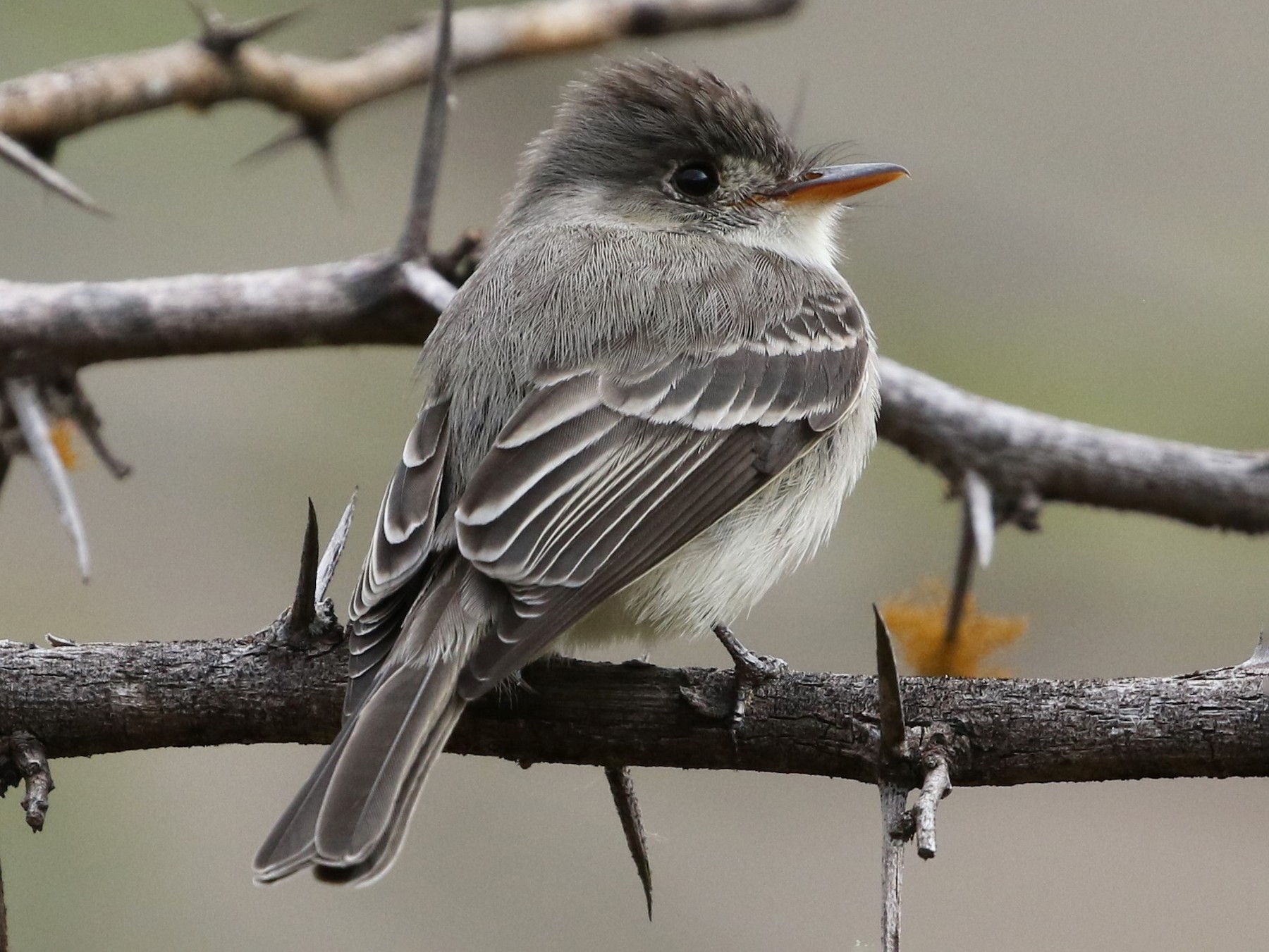 Tumbes Pewee - eBird