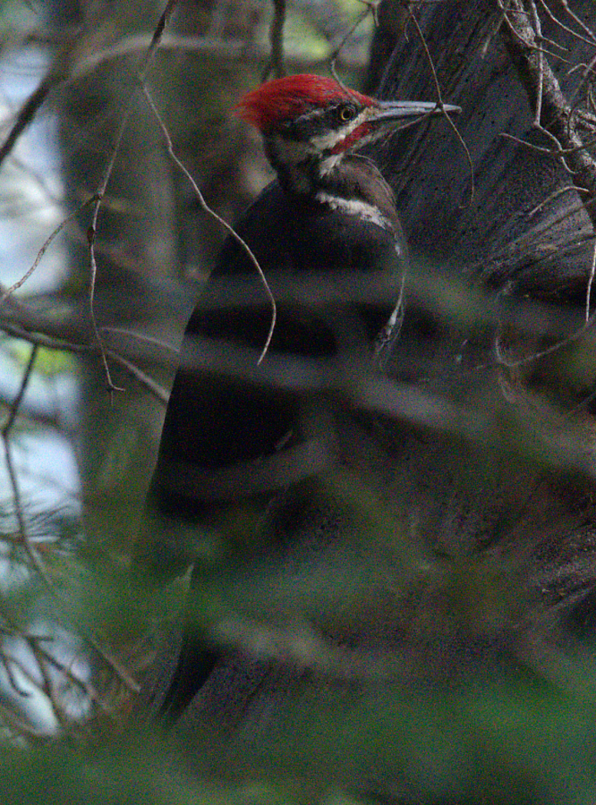 Pileated Woodpecker - ML484113471