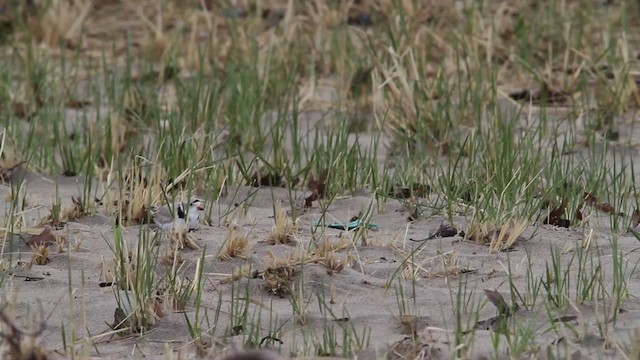 Piping Plover - ML484114