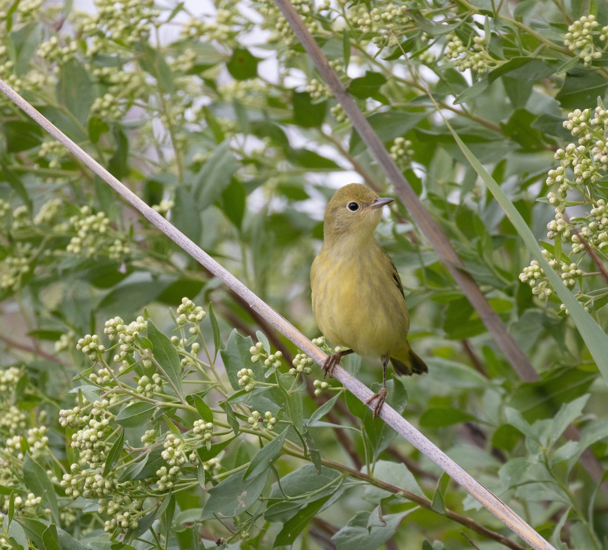 Yellow Warbler (Northern) - Joseph Pescatore