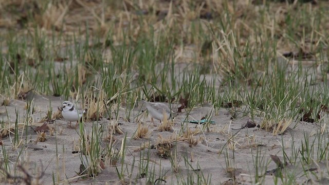 Piping Plover - ML484115