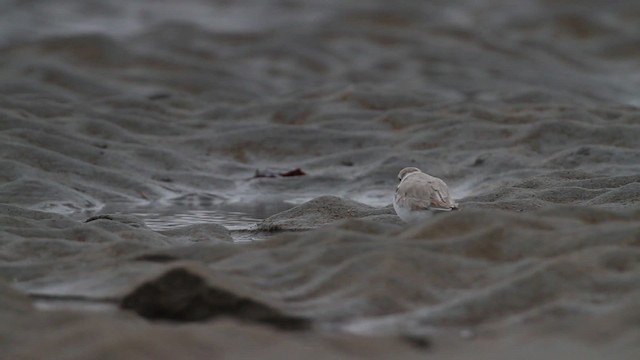 Piping Plover - ML484118