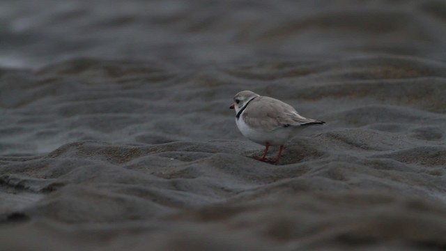 Piping Plover - ML484123