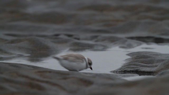 Piping Plover - ML484124