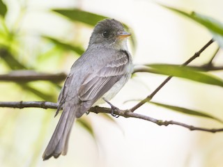  - Southern Tropical Pewee