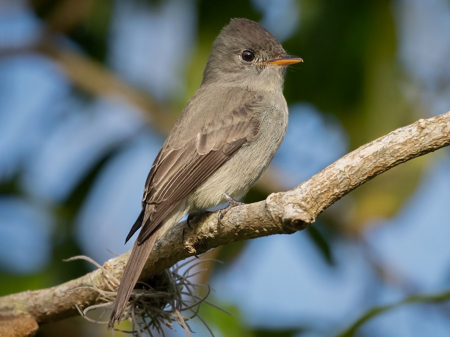 Papa-capim-cinzento - eBird