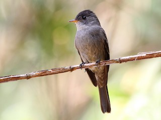  - Southern Tropical Pewee