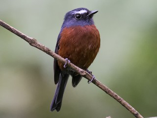  - Chestnut-bellied Chat-Tyrant