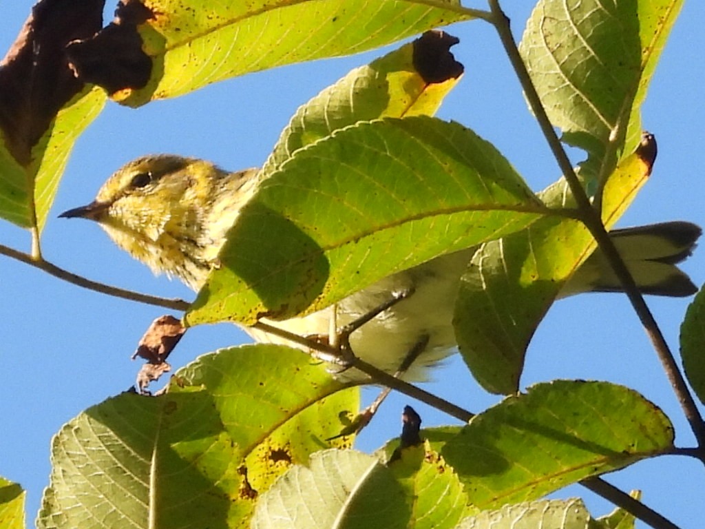 Cape May Warbler - ML484128421