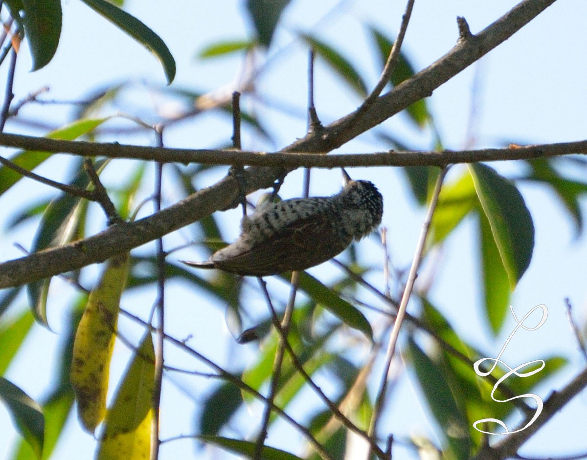 White-barred Piculet - ML48413041
