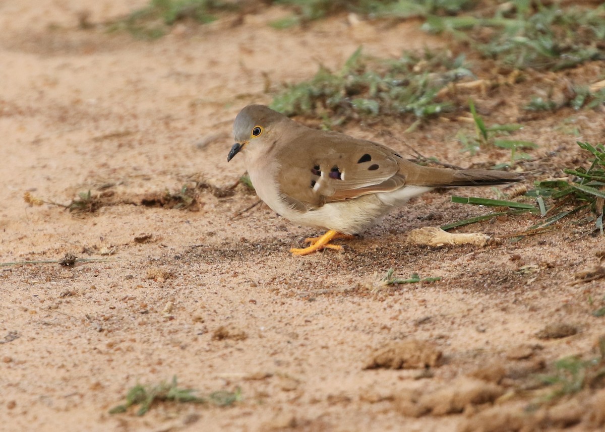 Long-tailed Ground Dove - ML484130571