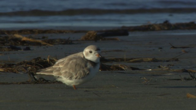 Piping Plover - ML484139