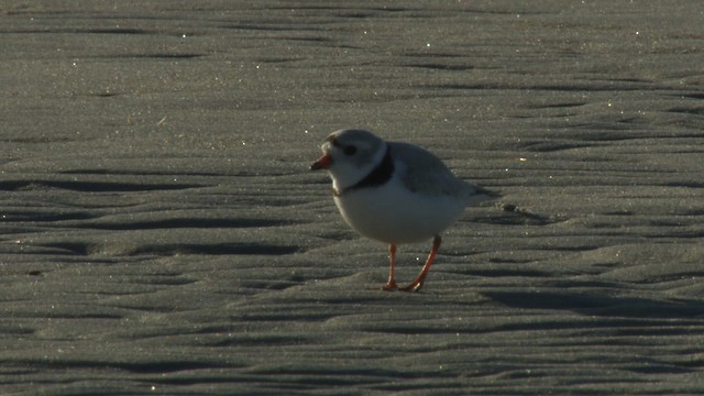 Piping Plover - ML484140