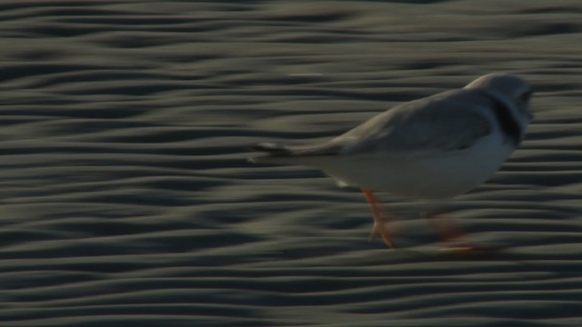 Piping Plover - ML484141