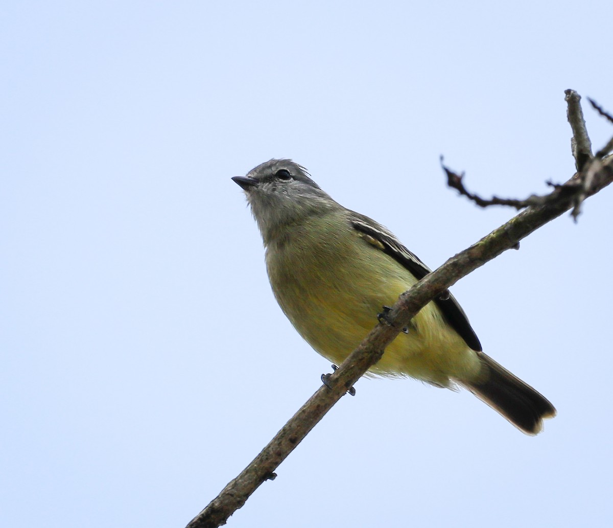 Yellow-crowned Tyrannulet - ML484141751