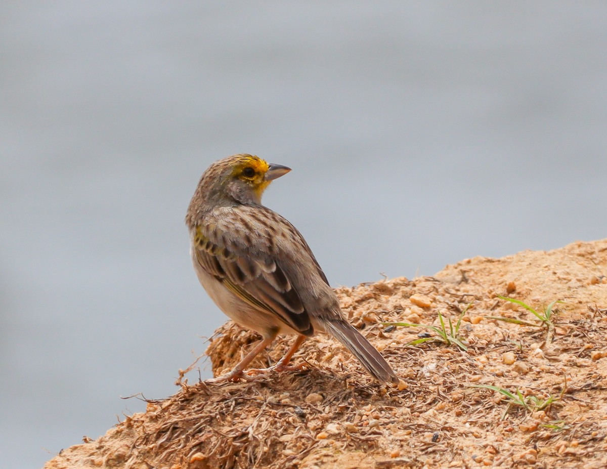 Yellow-browed Sparrow - Elby Anderson A Silva