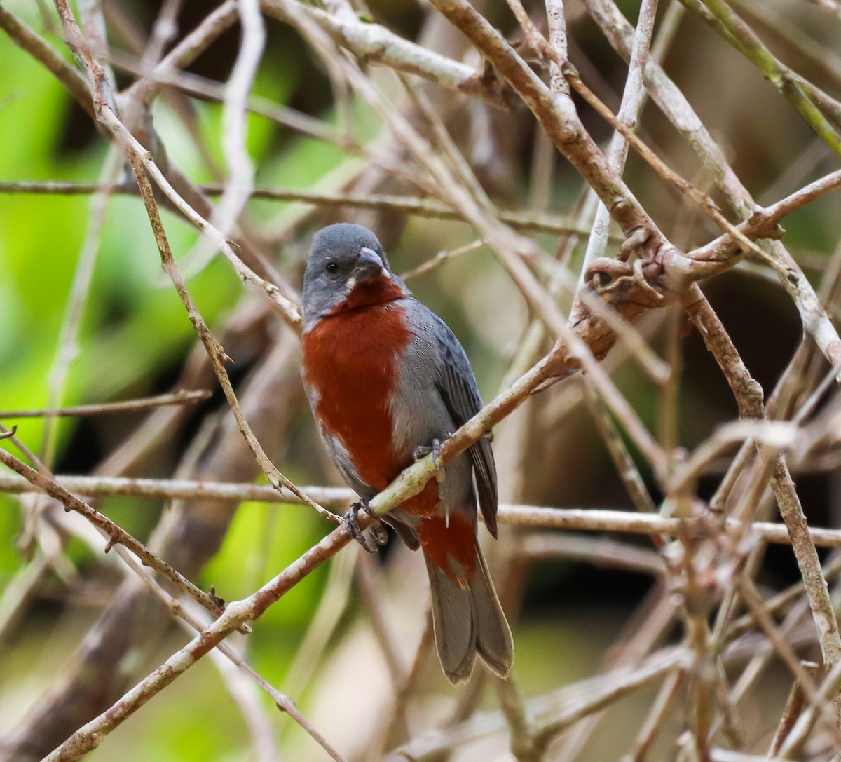 Chestnut-bellied Seedeater - Elby Anderson A Silva