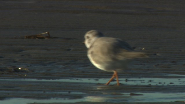 Piping Plover - ML484142