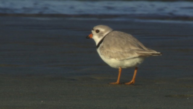 Piping Plover - ML484143