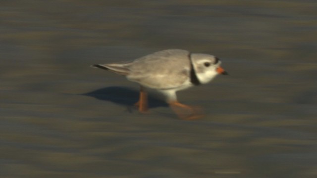Piping Plover - ML484144